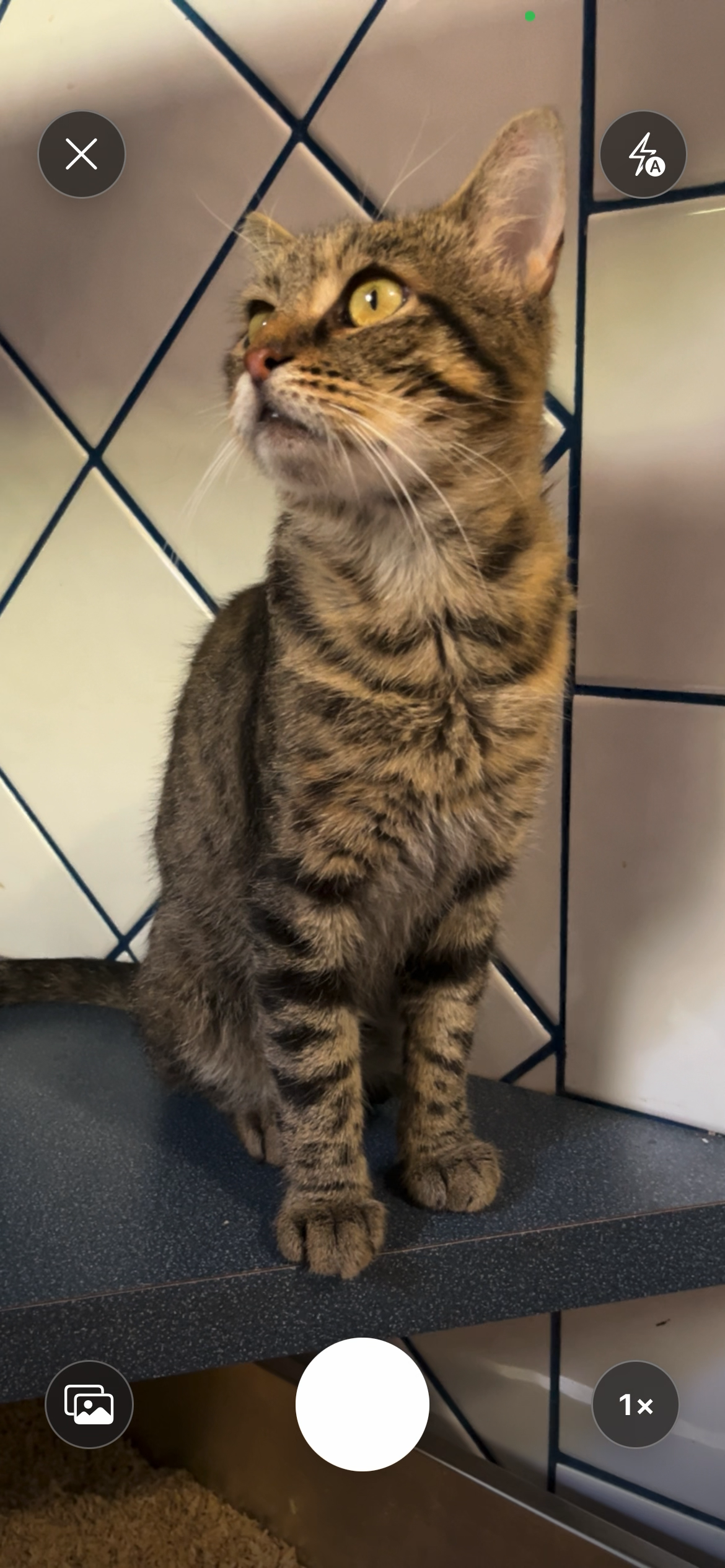 CatStamp camera framing a tabby cat, ready to capture